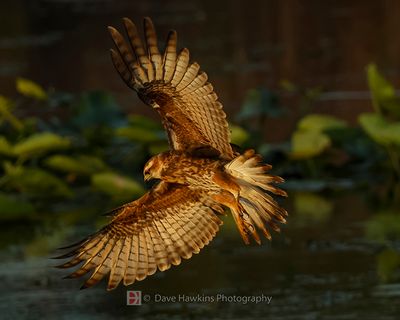 SNAIL KITE ♀