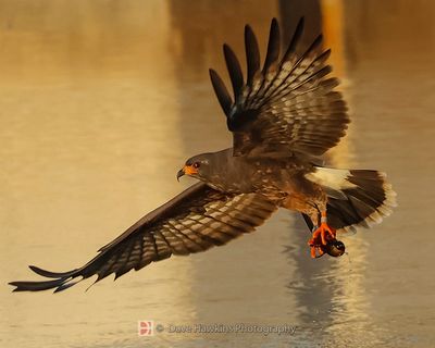 SNAIL KITE