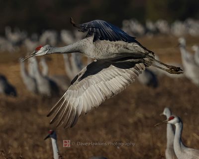 SANDHILL CRANE
