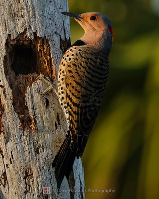 NORTHERN FLICKER