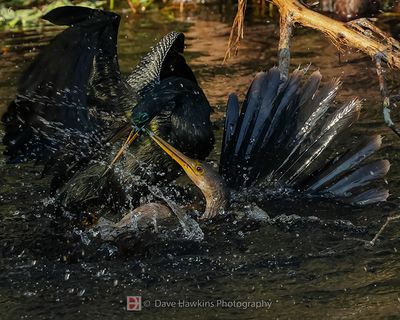 ANHINGA
