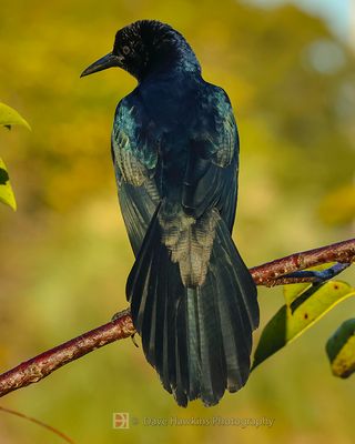 BOAT-TAILED GRACKLE