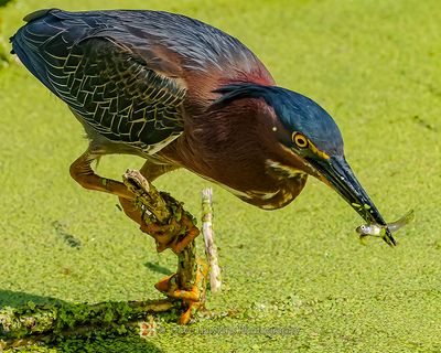 GREEN HERON