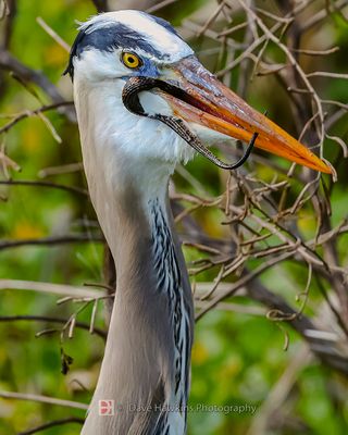 GREAT BLUE HERON