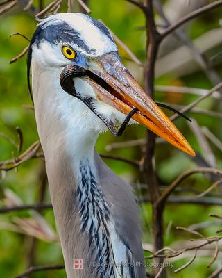 GREAT BLUE HERON