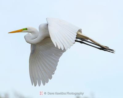 GREAT EGRET