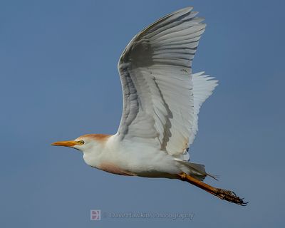CATTLE EGRET