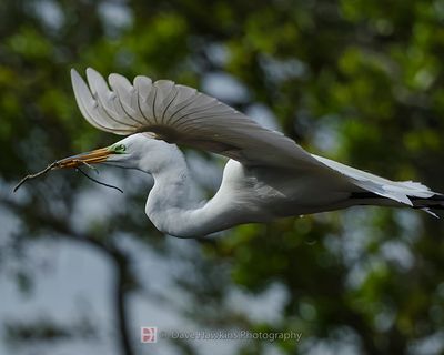 GREAT EGRET