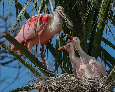 ROSEATE SPOONBILL