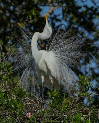 GREAT EGRET