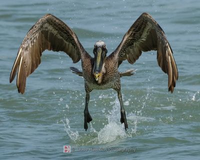 BROWN PELICAN