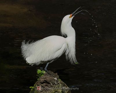 SNOWY EGRET
