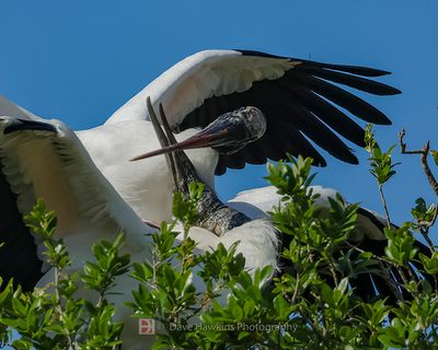 WOOD STORK