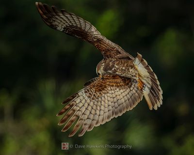SNAIL KITE