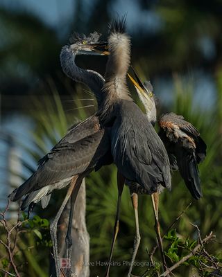 GREAT BLUE HERON