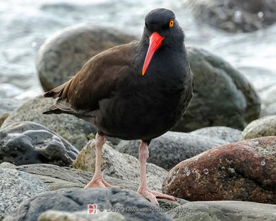 BLACK OYSTERCATCHER