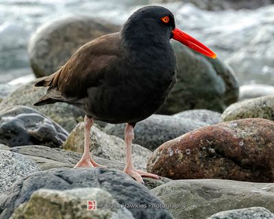 BLACK OYSTERCATCHER