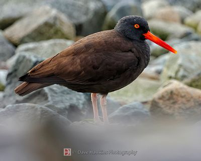 BLACK OYSTERCATCHER