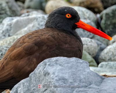 BLACK OYSTERCATCHER