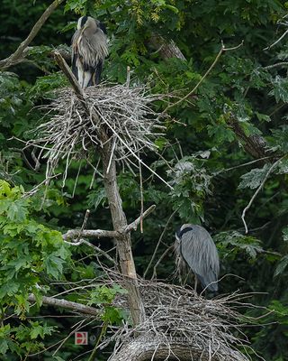 GREAT BLUE HERON