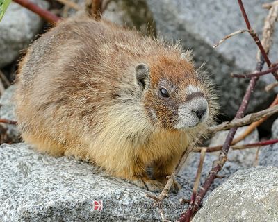MAMMALS