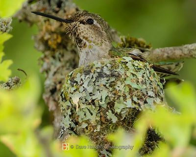 ANNA'S HUMMINGBIRD