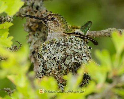 ANNA'S HUMMINGBIRD
