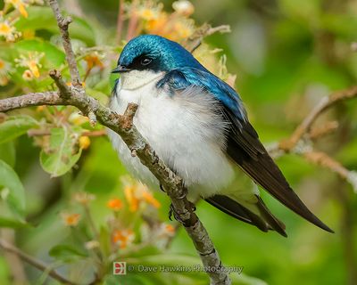 TREE SWALLOW