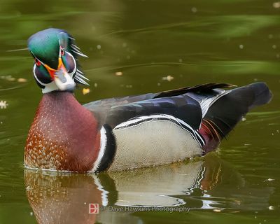 WOOD DUCK