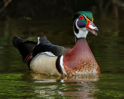 WOOD DUCK