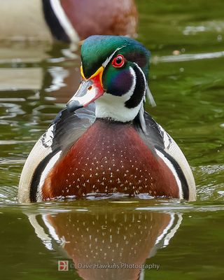 WOOD DUCK