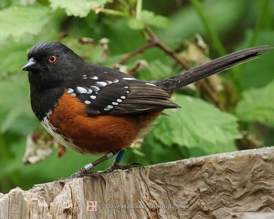 SPOTTED TOWHEE