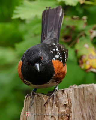 SPOTTED TOWHEE