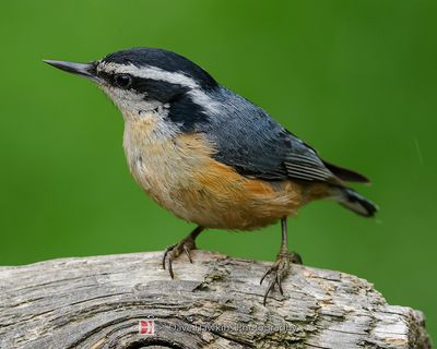 RED-BREASTED NUTHATCH