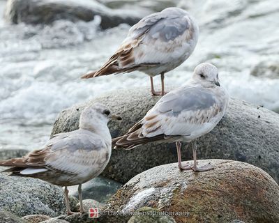 SHORT-BILLED GULL
