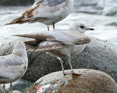 SHORT-BILLED GULL