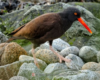 BLACK OYSTERCATCHER