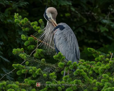 GREAT BLUE HERON