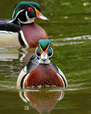 WOOD DUCK