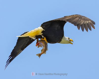 BALD EAGLE