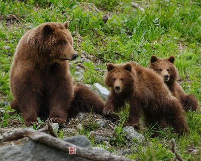 COSTAL BROWN BEAR