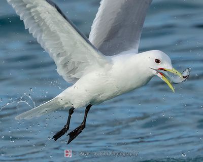 BLACK-LEGGED KITTIWAKE