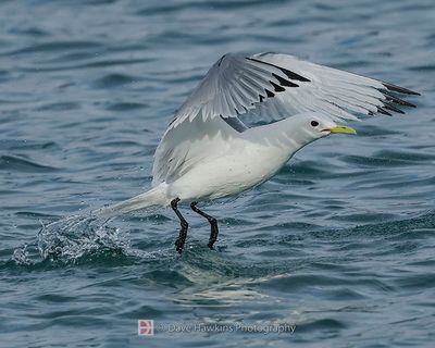 BLACK-LEGGED KITTIWAKE