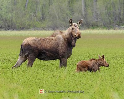 ALASKAN MOOSE AND CALF