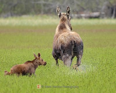 ALASKAN MOOSE AND CALF