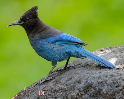 STELLER'S JAY