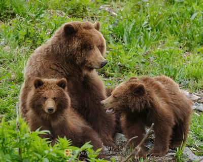 ALASKAN COASTAL BROWN BEAR
