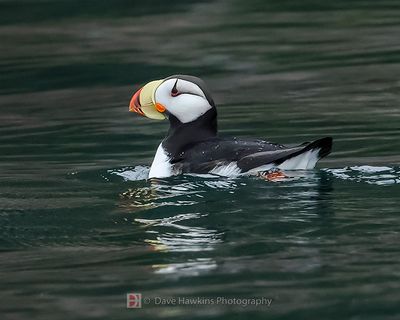 HORNED PUFFIN