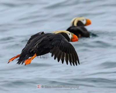 TUFTED PUFFIN