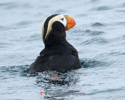 TUFTED PUFFIN